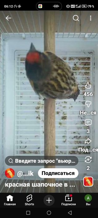 Продам птицу певчую