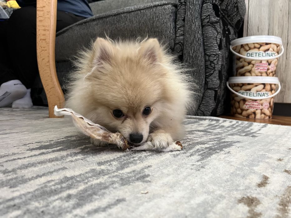 Подаръчна кутия с лакомства за малки и големи кучета