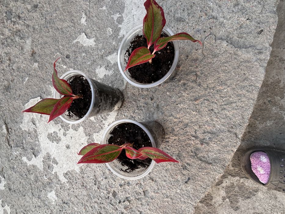 Продам деток аглонемы