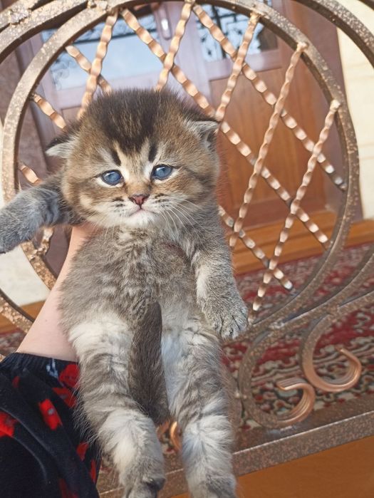 Domboqqina mushukchalar