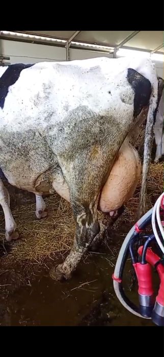 Vaca holstein a doua fatare