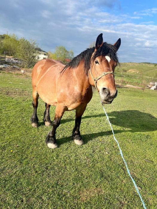 Vând iapă gestantă de 8 pe 9 ani