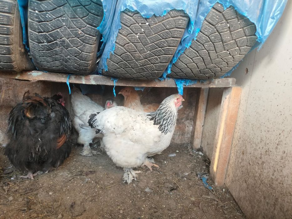 Продаются куры брама