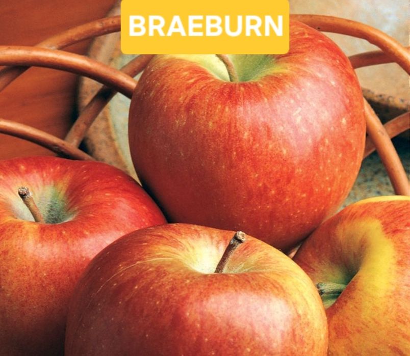 Pomi fructiferi  aclimatizați