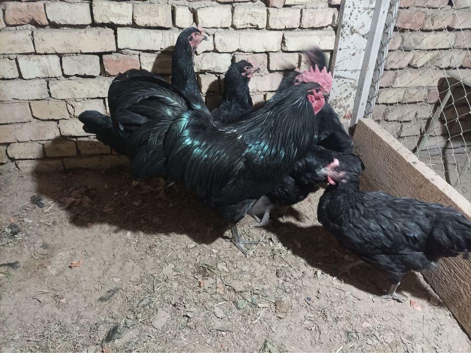 Австролоп хўроз  10 ойлик