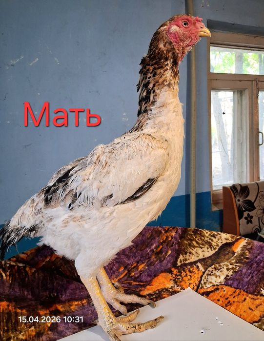 Продам цыплят бойцовые