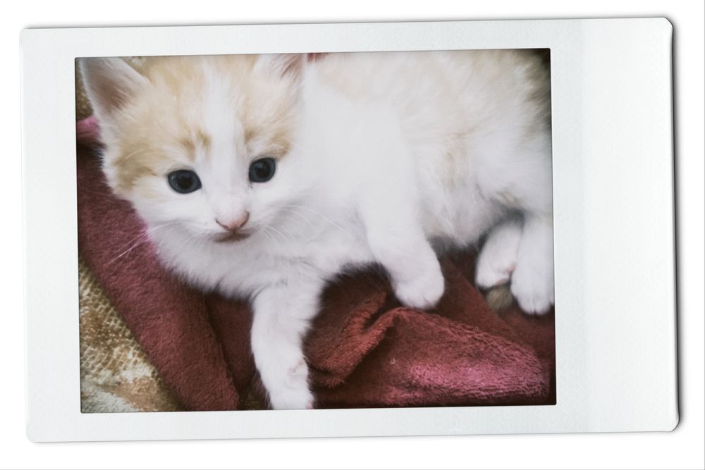 Котята милые домашние