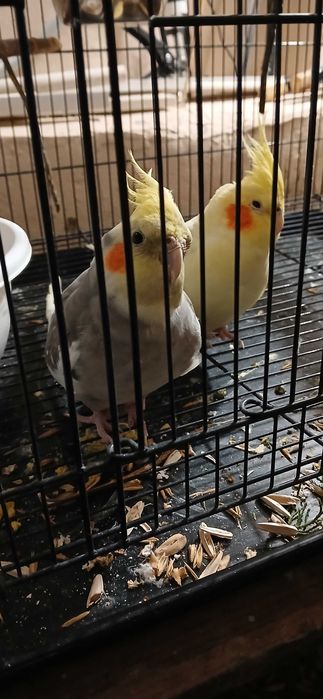 Корелла попугай парочка.