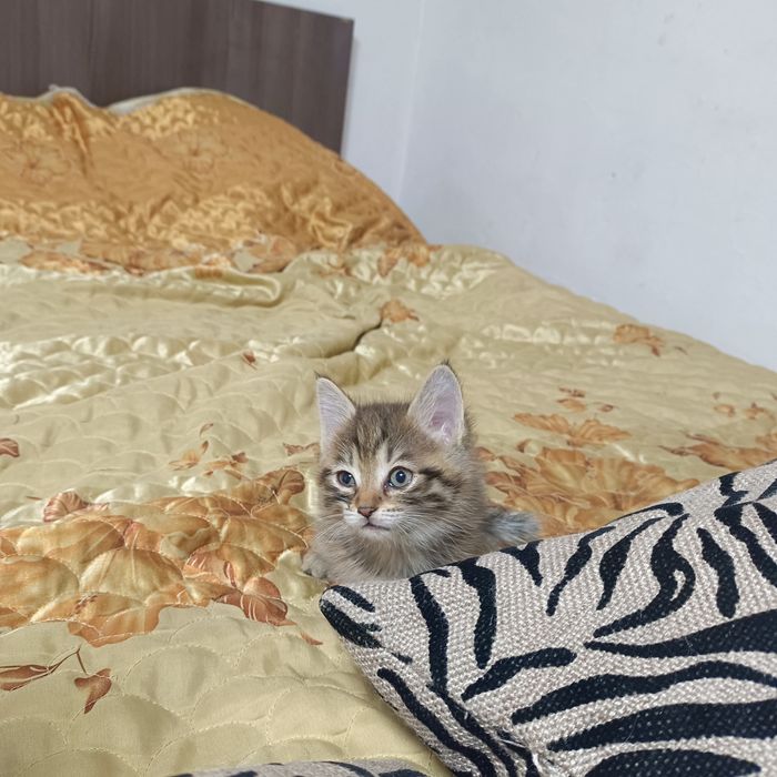 Одам котята в хорошое руки