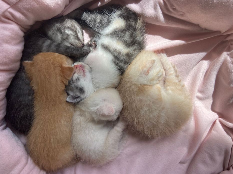 Шотландская кошка с котятами