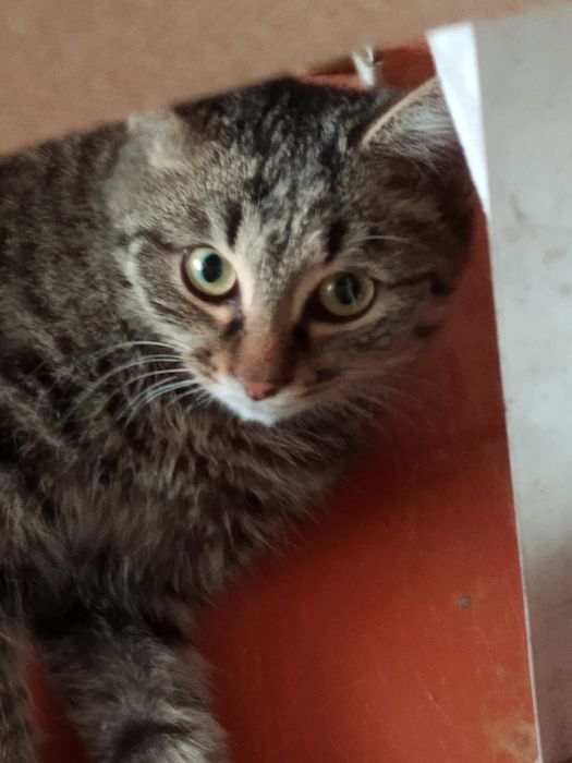 Отдам в добрые руки