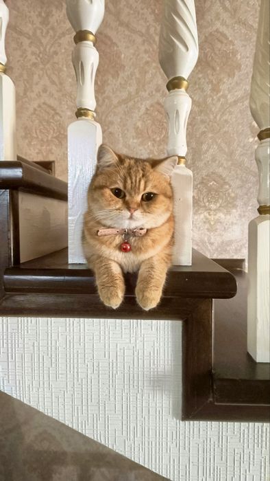 Золотая шиншилла продаётся