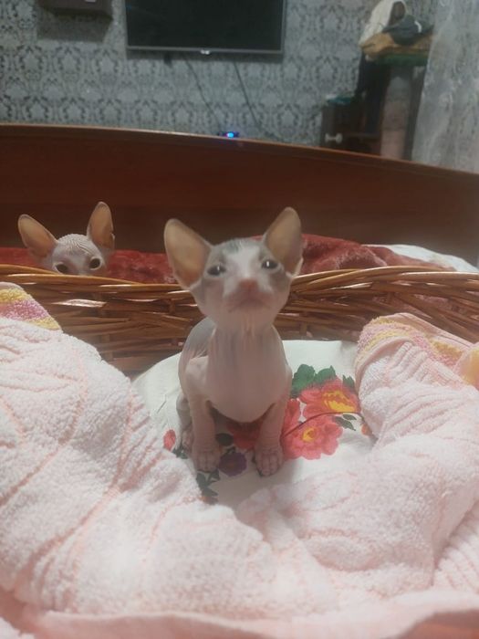 Бронь котят Донского сфинкса.
