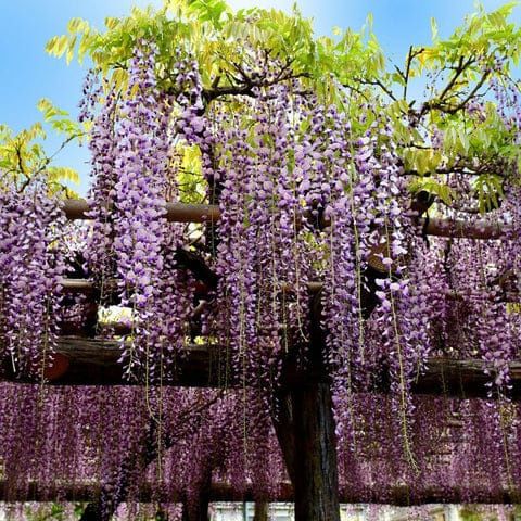 Wisteria (Glicina )La Ghiveci