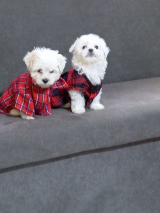 Малтийска болонка