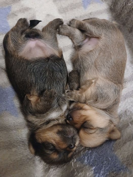 Продам мини йорк