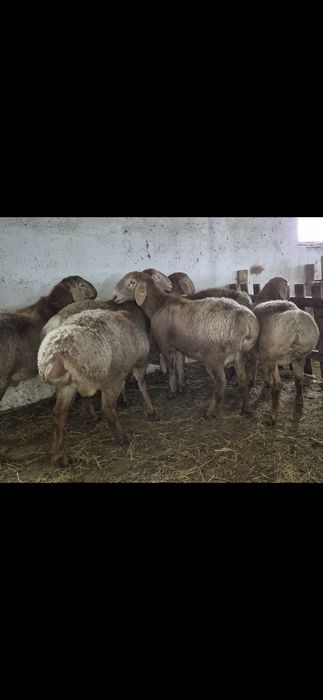 Арашан қошқарлар - Арашан кочкары