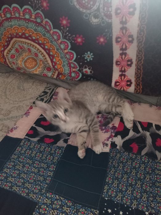 Котята разумные, здоровые