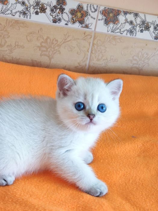 British shorthair NY  11 33  cu pedigree.