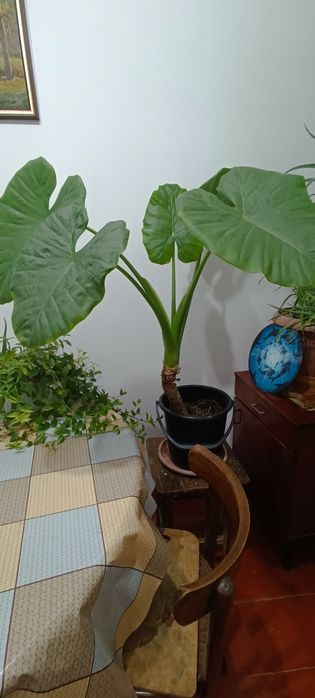 Продам Алоканзию