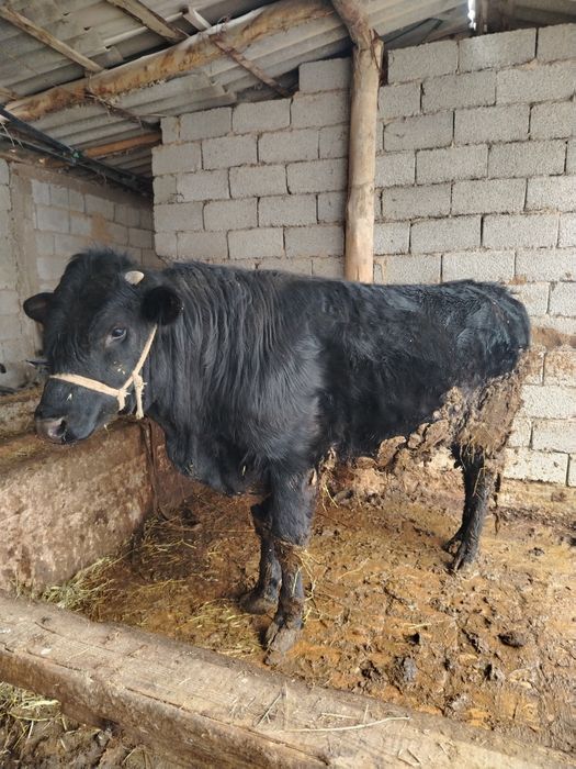 Семіз ангус бұқа сатылады!