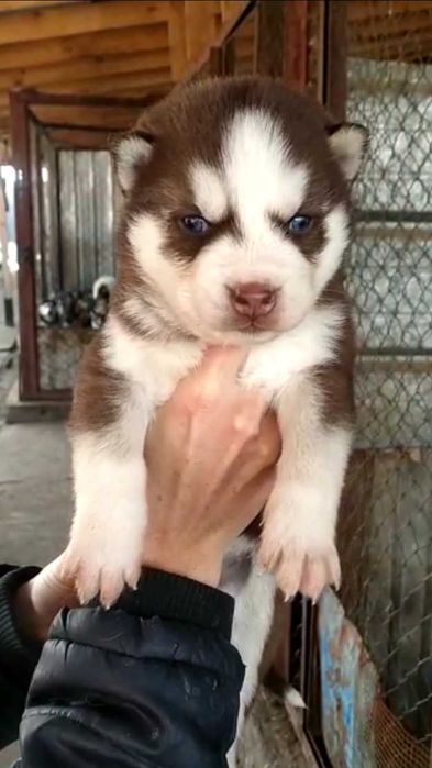 Шикарный голубоглазый кавалер хаски