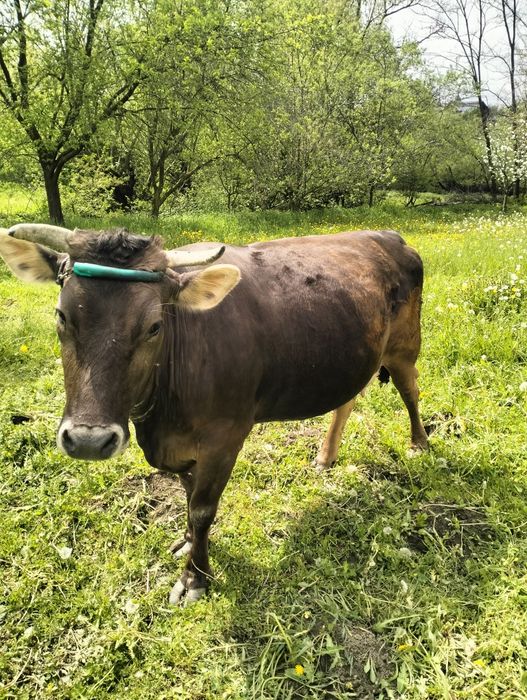 Văcuță brună cuminte