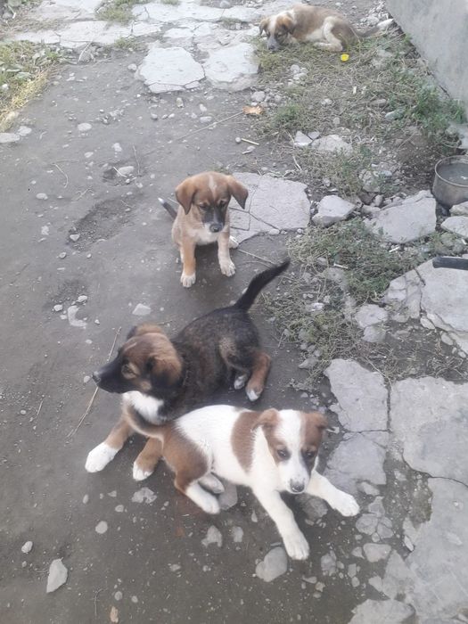 Отдам в хорошие руки