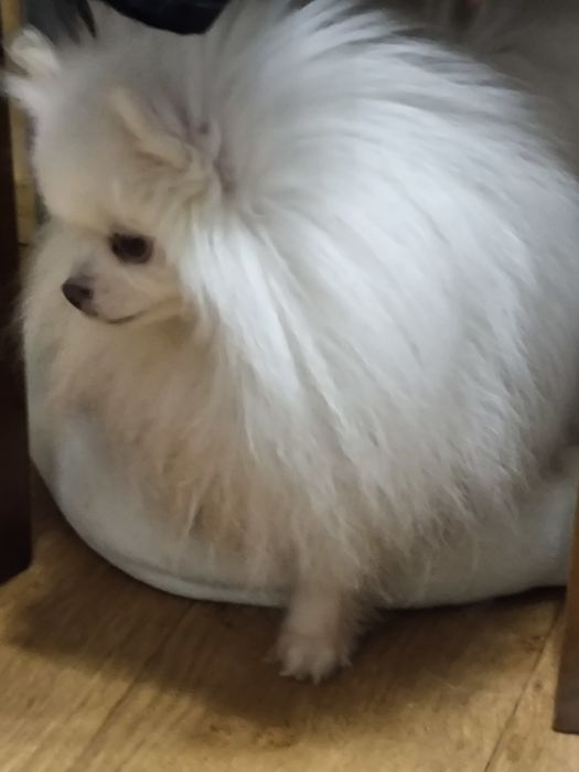 Красавец померанец, на вязку