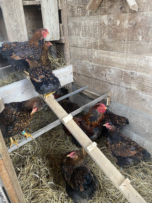 Pui wiandotte gsg si argintiu