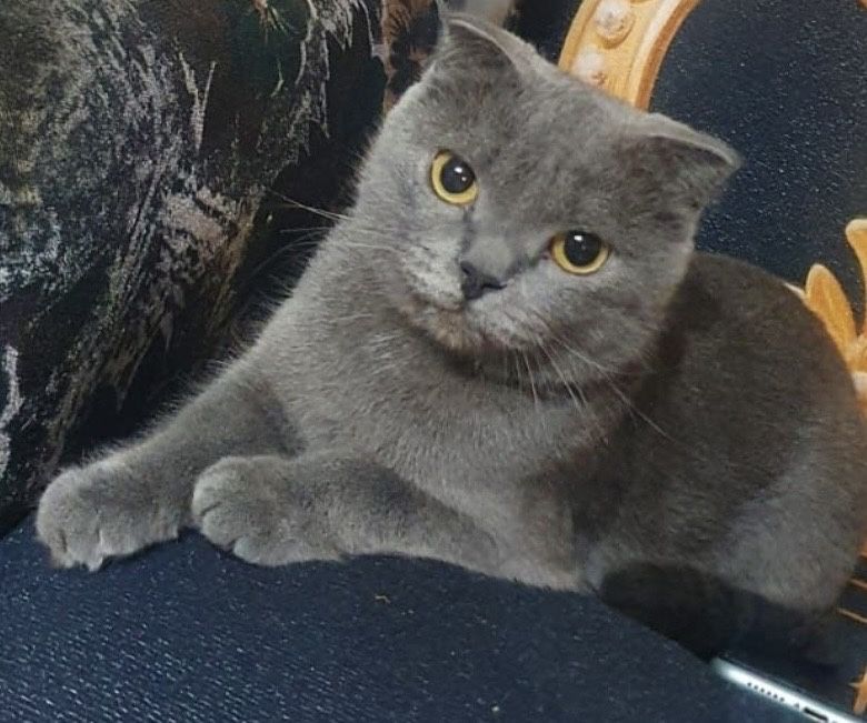 продам котят породистые