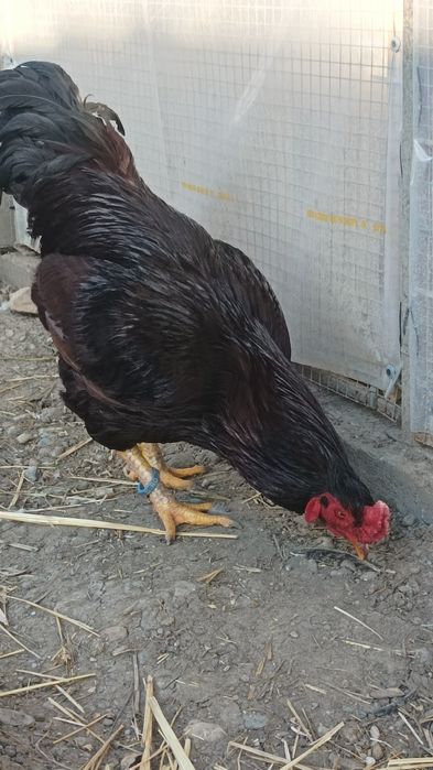 Mascul hybrid Rhode Island cu Combatant Indian