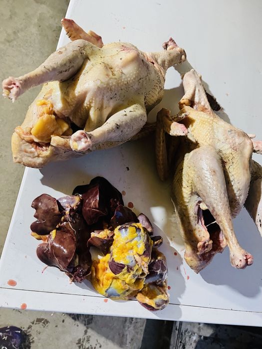 Домашняя индейка