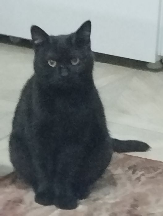 Кошечка стерильная