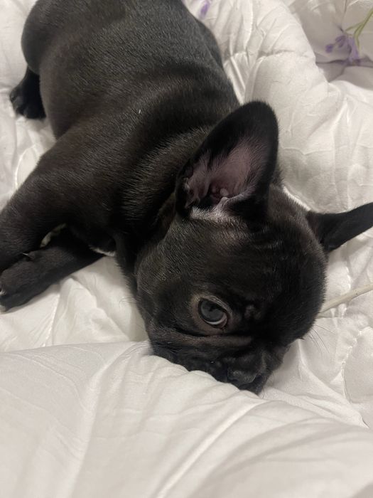 Vand femela bulldog francez