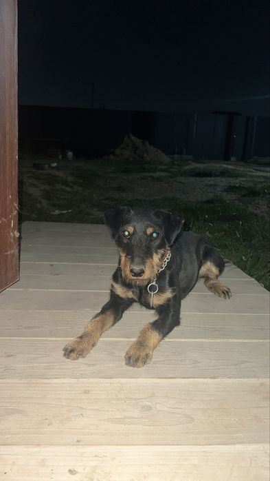 Ягтерьер ургашы 10 ай