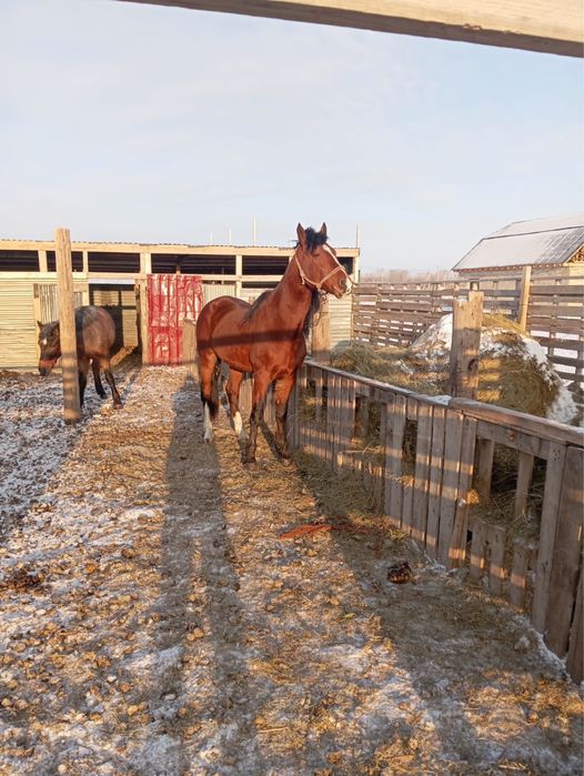 Айғыр сатамын Жібек Жолы