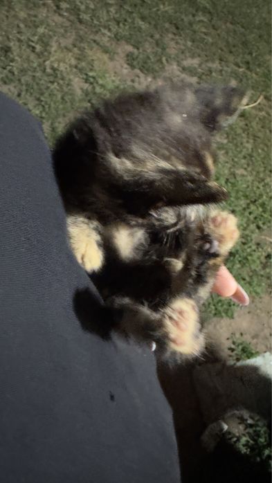 Котята бесплатно кошка