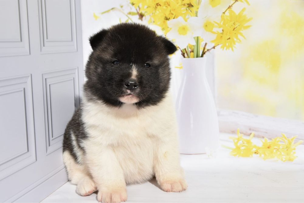 Американская Акита