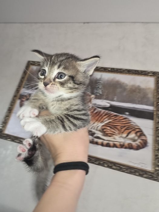 Отдам бесплатно  котенка девочка