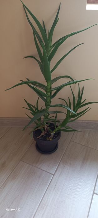 Vând plante aloe vera, avocado