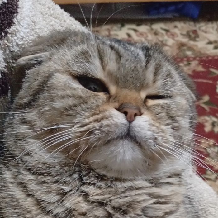 Skotish fold toza nasl