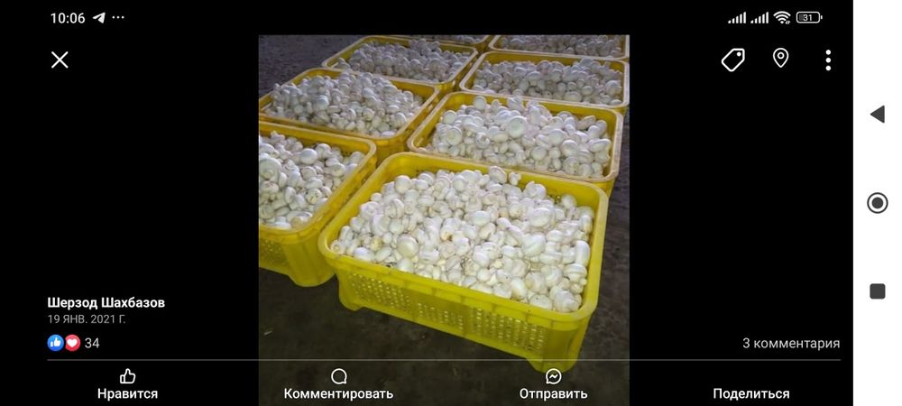 Семена грибов шампиньоны