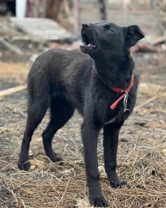 Пес в хорошие руки