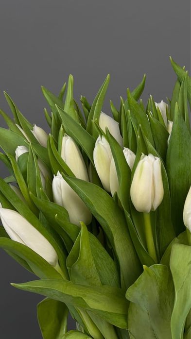 Тюльпаны оптом!!!