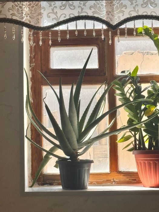 Алое домашний продаеться