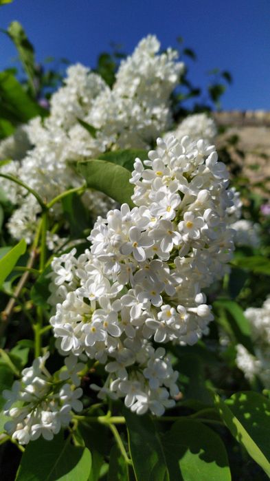 Продаються ветки Сирени