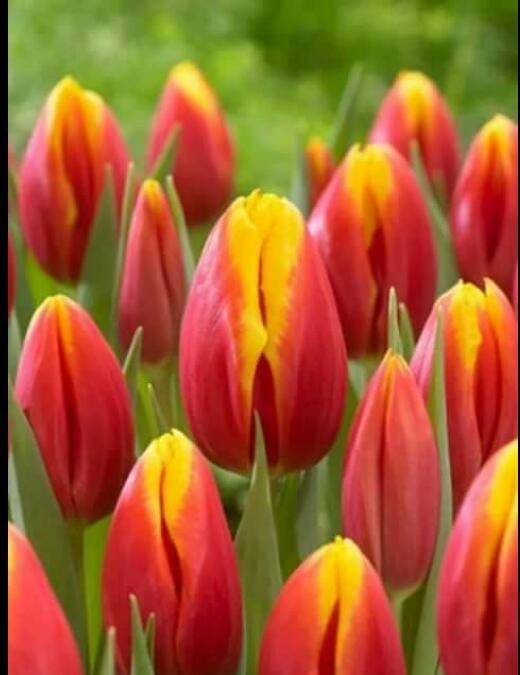 Продам тюльпаны голландские к 8 марта