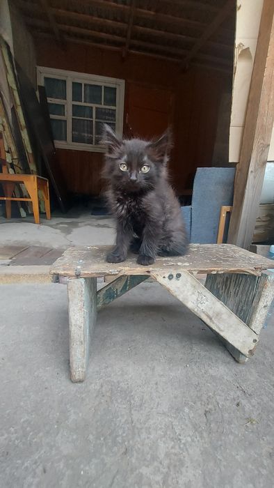 Отдам бесплатно котят