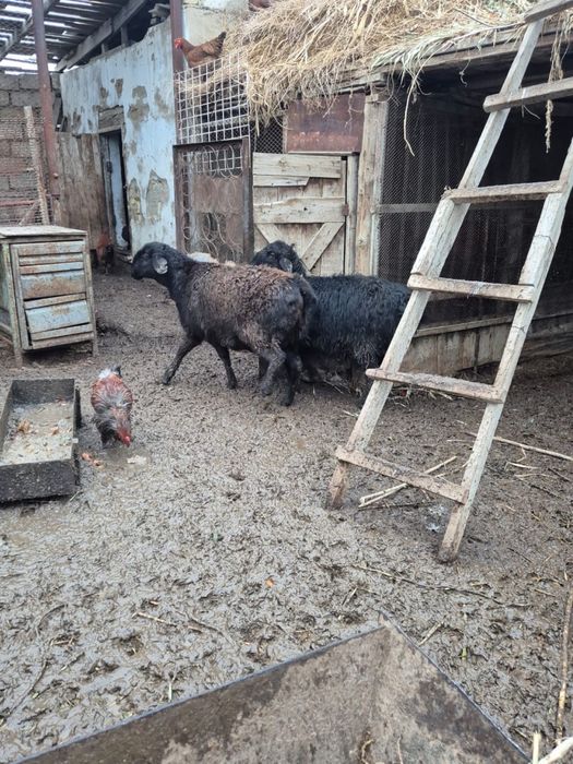 Кой сатылады багасы 80000